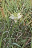 White Turtlehead, Chelone glabra