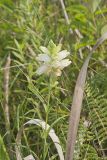 White Turtlehead, Chelone glabra