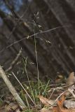 Early Bluegrass, Poa cuspidata