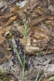Early Bluegrass, Poa cuspidata