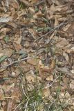 Early Bluegrass, Poa cuspidata
