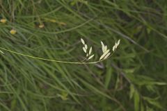 Prairie Brome Grass, Bromus kalmii