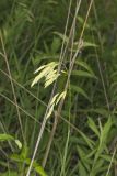 Prairie Brome Grass, Bromus kalmii
