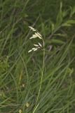 Prairie Brome Grass, Bromus kalmii