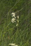 Prairie Brome Grass, Bromus kalmii