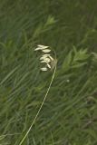 Prairie Brome Grass, Bromus kalmii