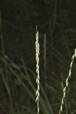 Sideoats Grama, Bouteloua curtipendula