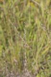 Sideoats Grama, Bouteloua curtipendula