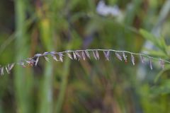 Sideoats Grama, Bouteloua curtipendula