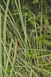 Sideoats Grama, Bouteloua curtipendula