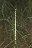 Sideoats Grama, Bouteloua curtipendula