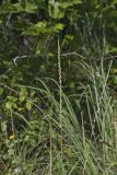 Sideoats Grama, Bouteloua curtipendula