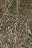 Sideoats Grama, Bouteloua curtipendula