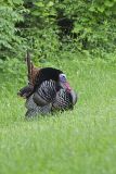 Wild Turkey, Meleagris gallopavo