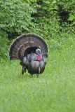 Wild Turkey, Meleagris gallopavo