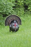 Wild Turkey, Meleagris gallopavo