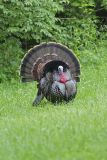 Wild Turkey, Meleagris gallopavo