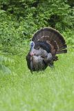 Wild Turkey, Meleagris gallopavo