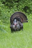 Wild Turkey, Meleagris gallopavo