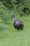Wild Turkey, Meleagris gallopavo