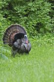 Wild Turkey, Meleagris gallopavo