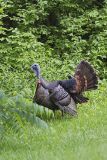 Wild Turkey, Meleagris gallopavo