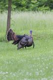 Wild Turkey, Meleagris gallopavo