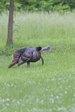 Wild Turkey, Meleagris gallopavo