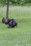 Wild Turkey, Meleagris gallopavo