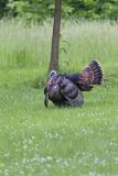 Wild Turkey, Meleagris gallopavo