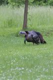 Wild Turkey, Meleagris gallopavo