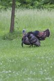 Wild Turkey, Meleagris gallopavo