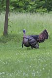 Wild Turkey, Meleagris gallopavo
