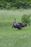 Wild Turkey, Meleagris gallopavo