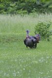 Wild Turkey, Meleagris gallopavo