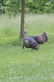 Wild Turkey, Meleagris gallopavo