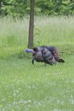 Wild Turkey, Meleagris gallopavo