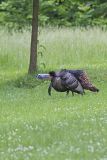 Wild Turkey, Meleagris gallopavo