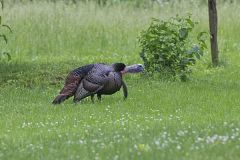 Wild Turkey, Meleagris gallopavo