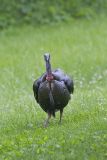 Wild Turkey, Meleagris gallopavo