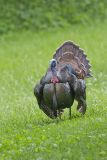Wild Turkey, Meleagris gallopavo
