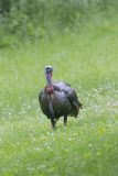 Wild Turkey, Meleagris gallopavo