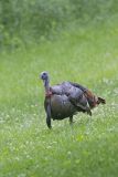 Wild Turkey, Meleagris gallopavo