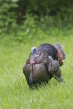 Wild Turkey, Meleagris gallopavo
