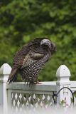 Wild Turkey, Meleagris gallopavo