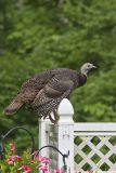 Wild Turkey, Meleagris gallopavo