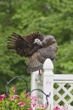 Wild Turkey, Meleagris gallopavo