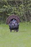 Wild Turkey, Meleagris gallopavo