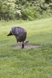 Wild Turkey, Meleagris gallopavo