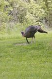 Wild Turkey, Meleagris gallopavo